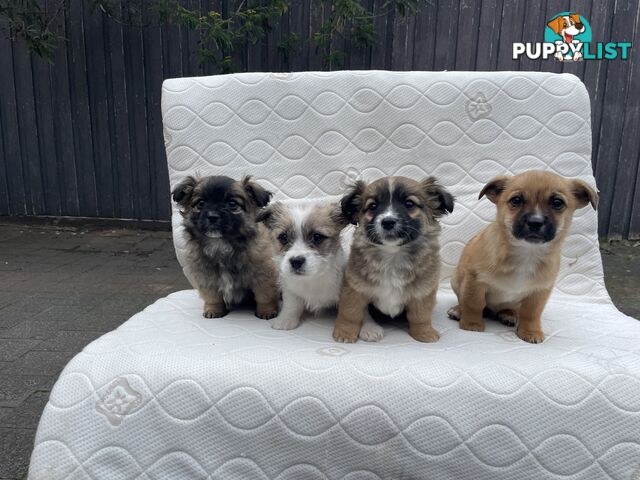 Maltese Shih Tzu X Chihuahua puppies