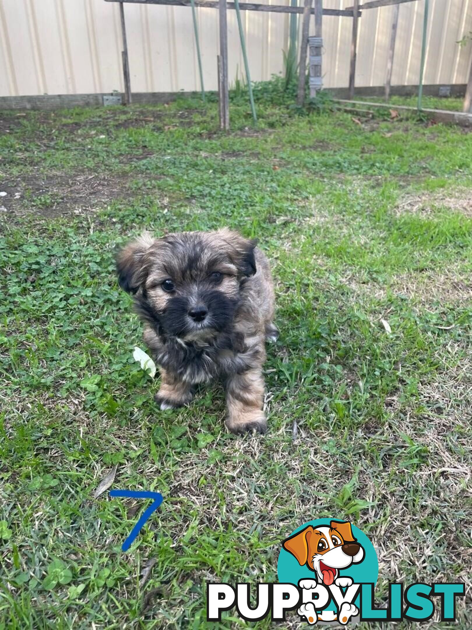Maltese Shih Tzu X Chihuahua puppies