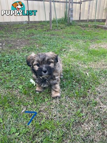 Maltese Shih Tzu X Chihuahua puppies