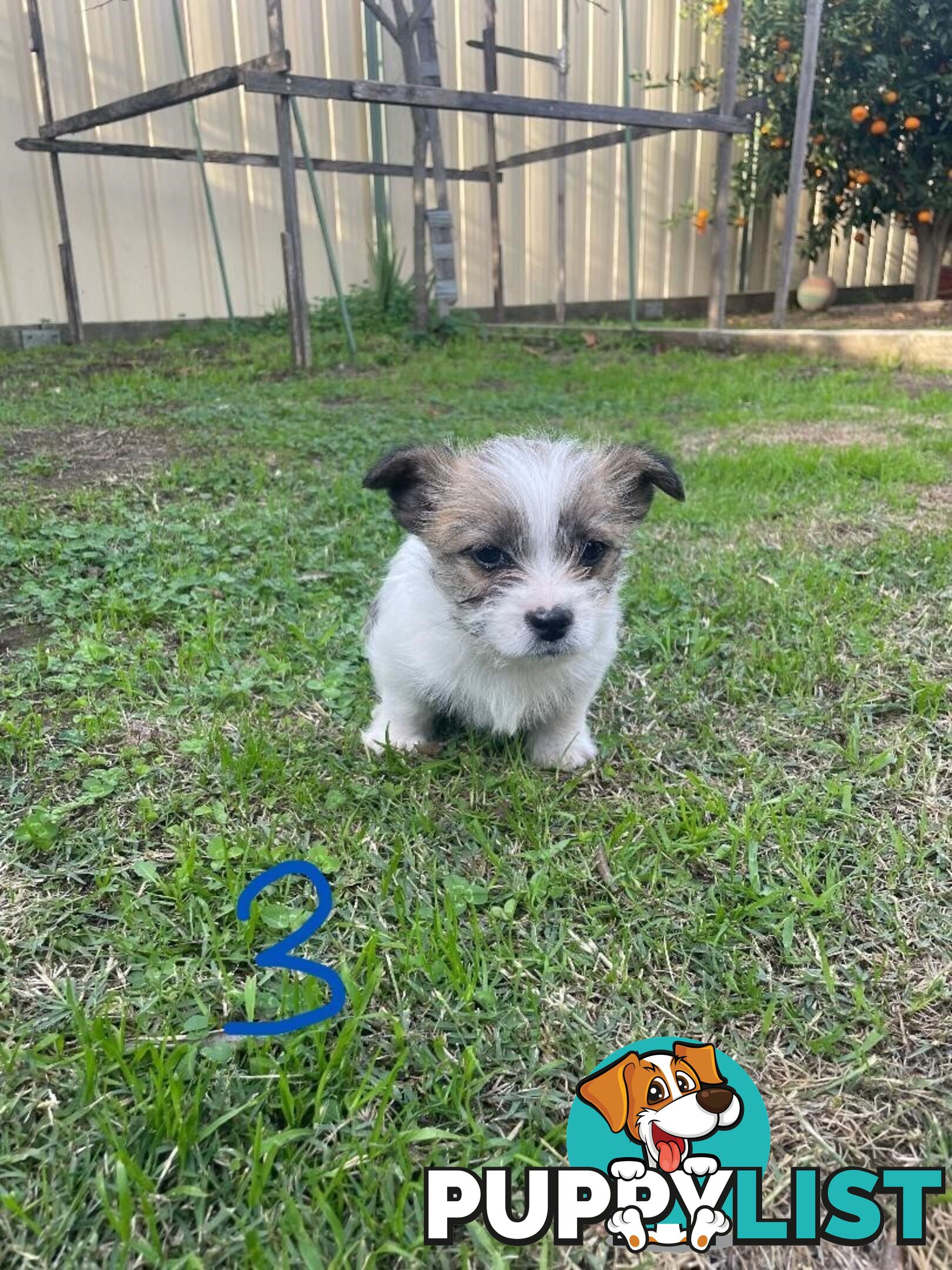 Maltese Shih Tzu X Chihuahua puppies