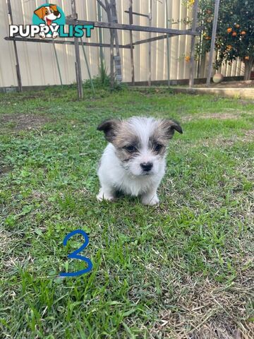 Maltese Shih Tzu X Chihuahua puppies