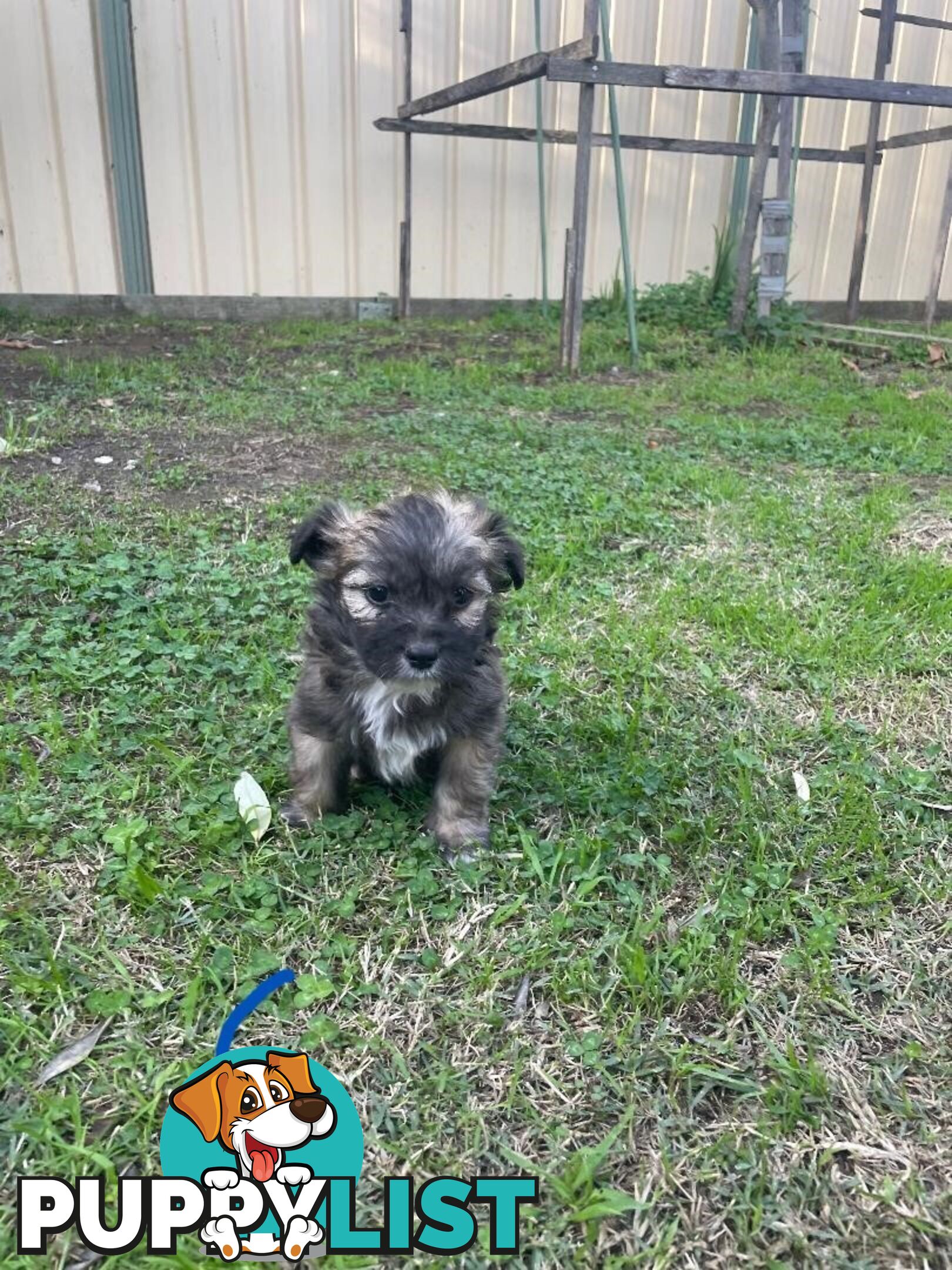Maltese Shih Tzu X Chihuahua puppies