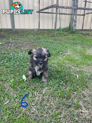 Maltese Shih Tzu X Chihuahua puppies