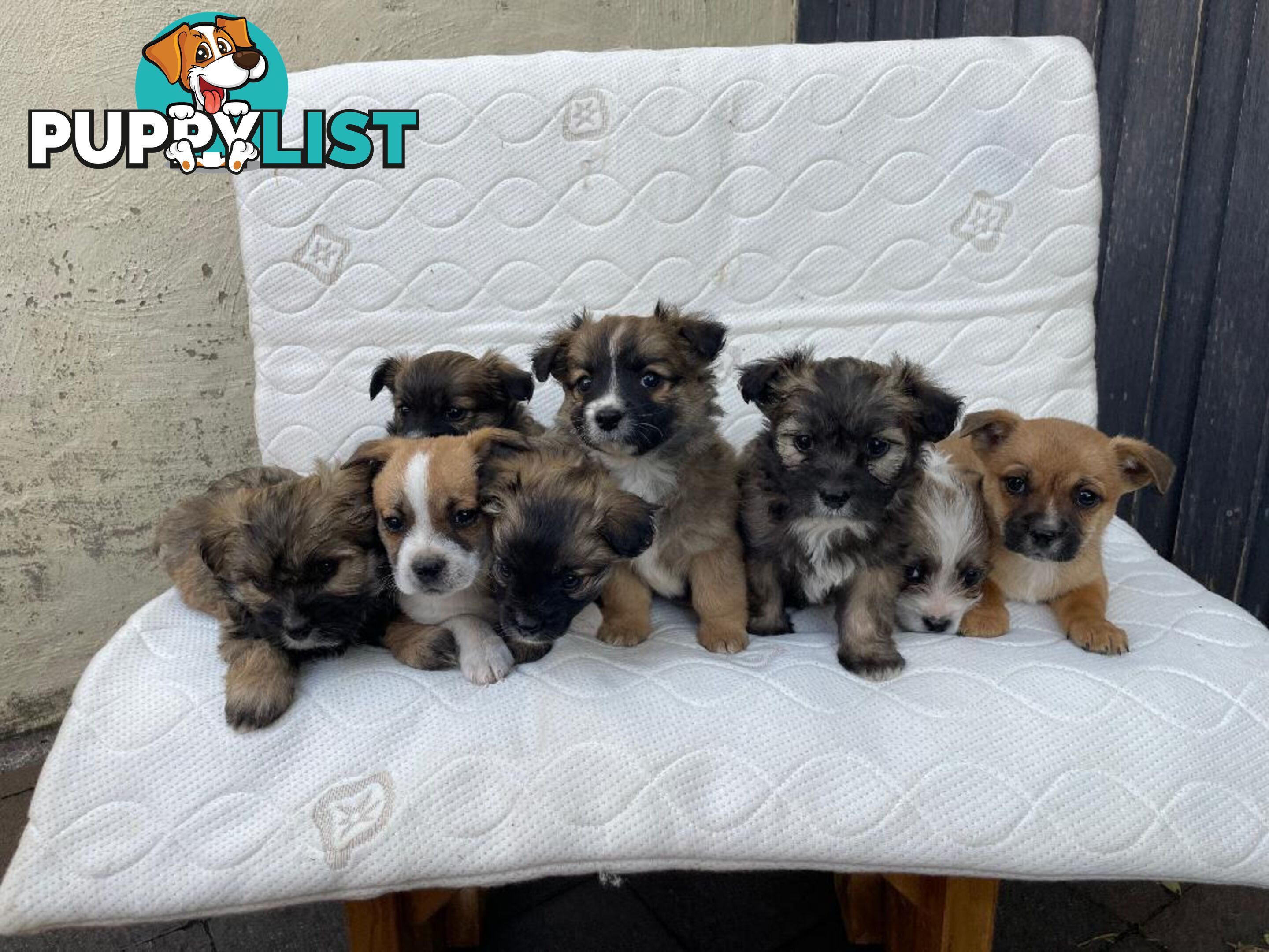 Maltese Shih Tzu X Chihuahua puppies