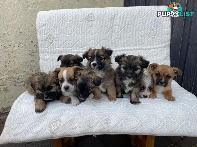 Maltese Shih Tzu X Chihuahua puppies