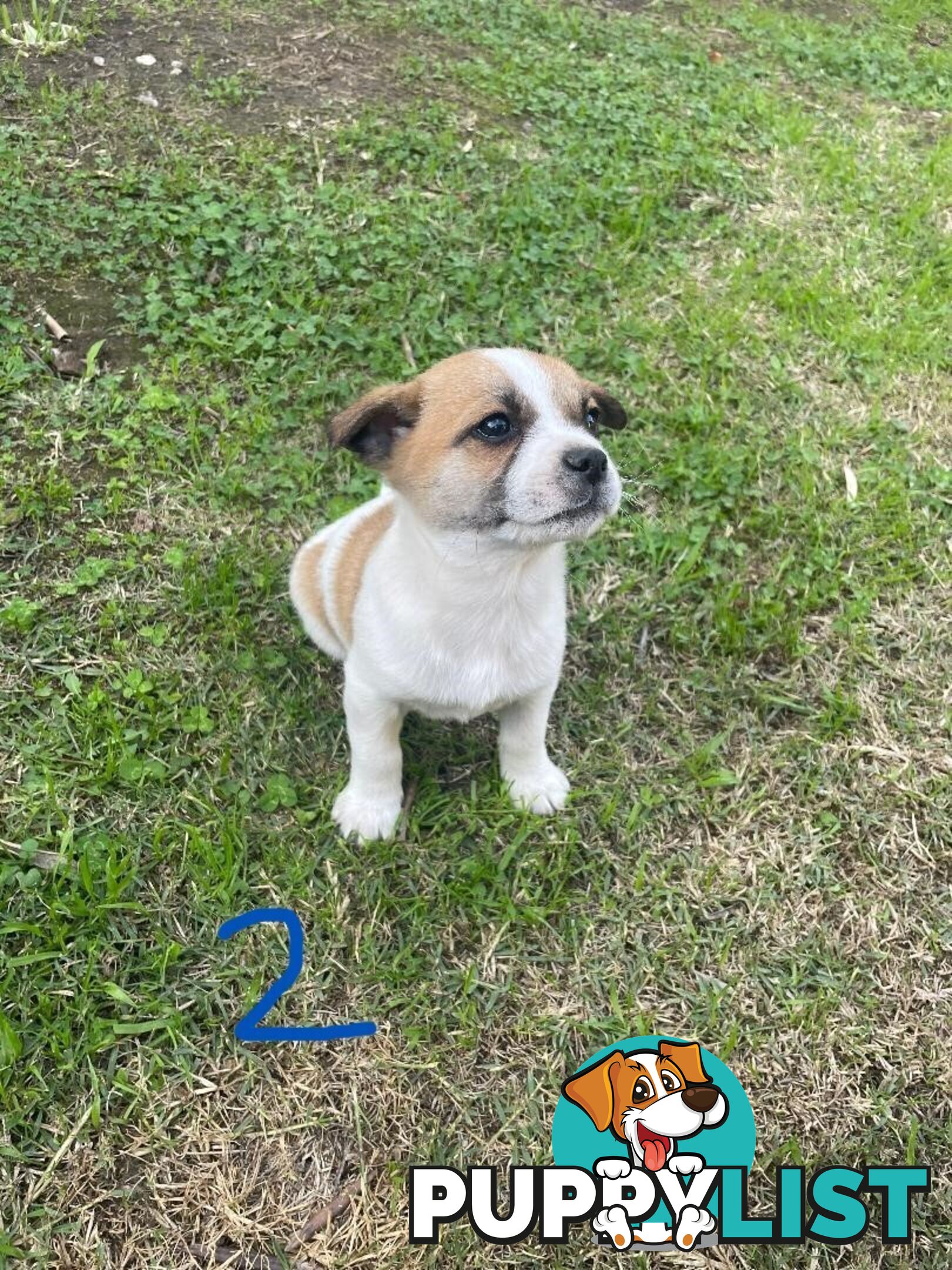 Maltese Shih Tzu X Chihuahua puppies