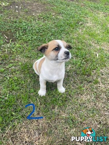 Maltese Shih Tzu X Chihuahua puppies