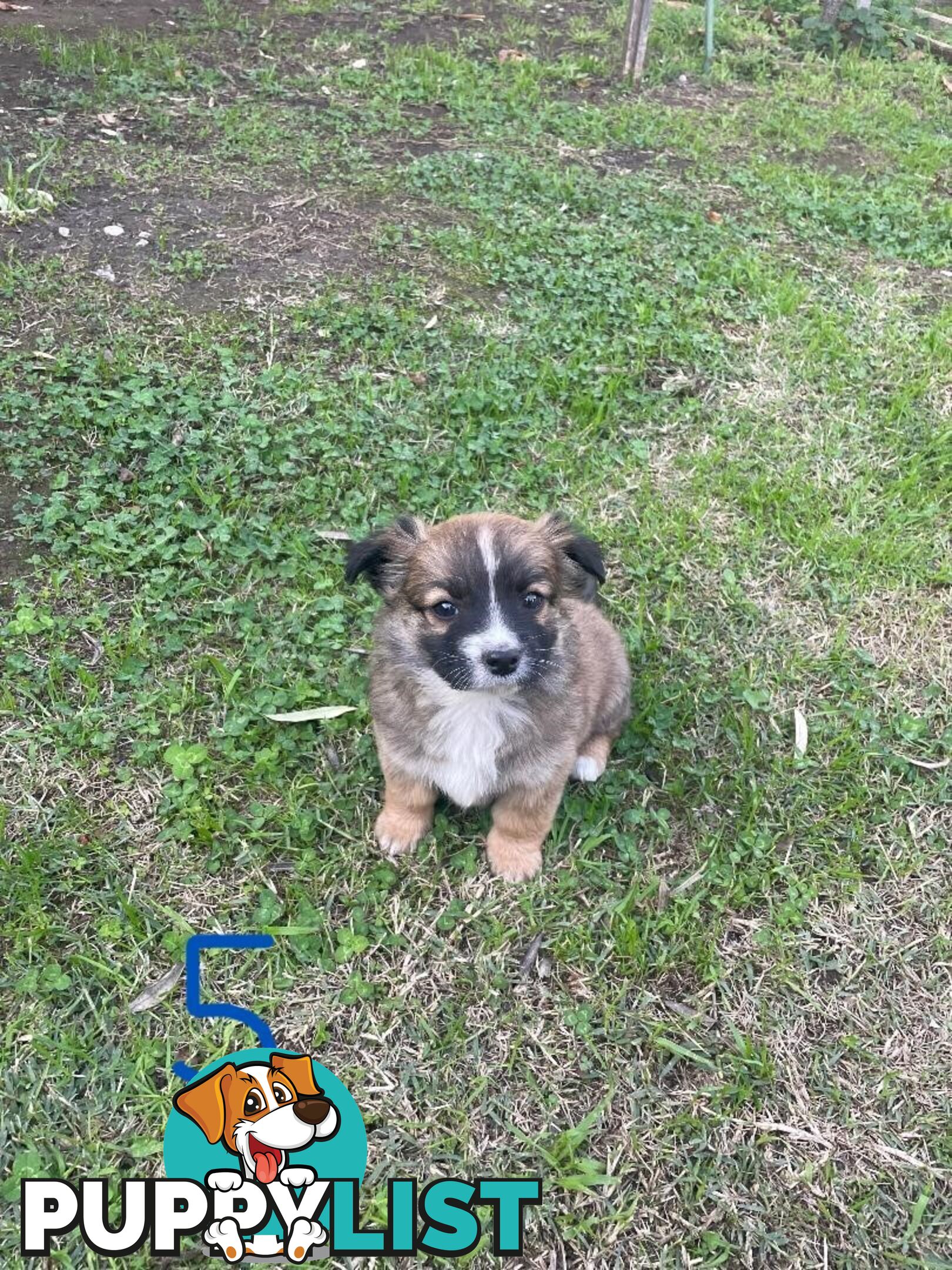 Maltese Shih Tzu X Chihuahua puppies