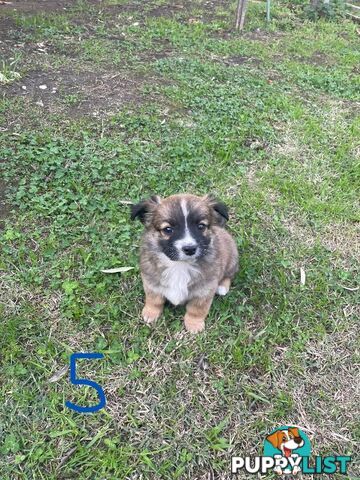 Maltese Shih Tzu X Chihuahua puppies