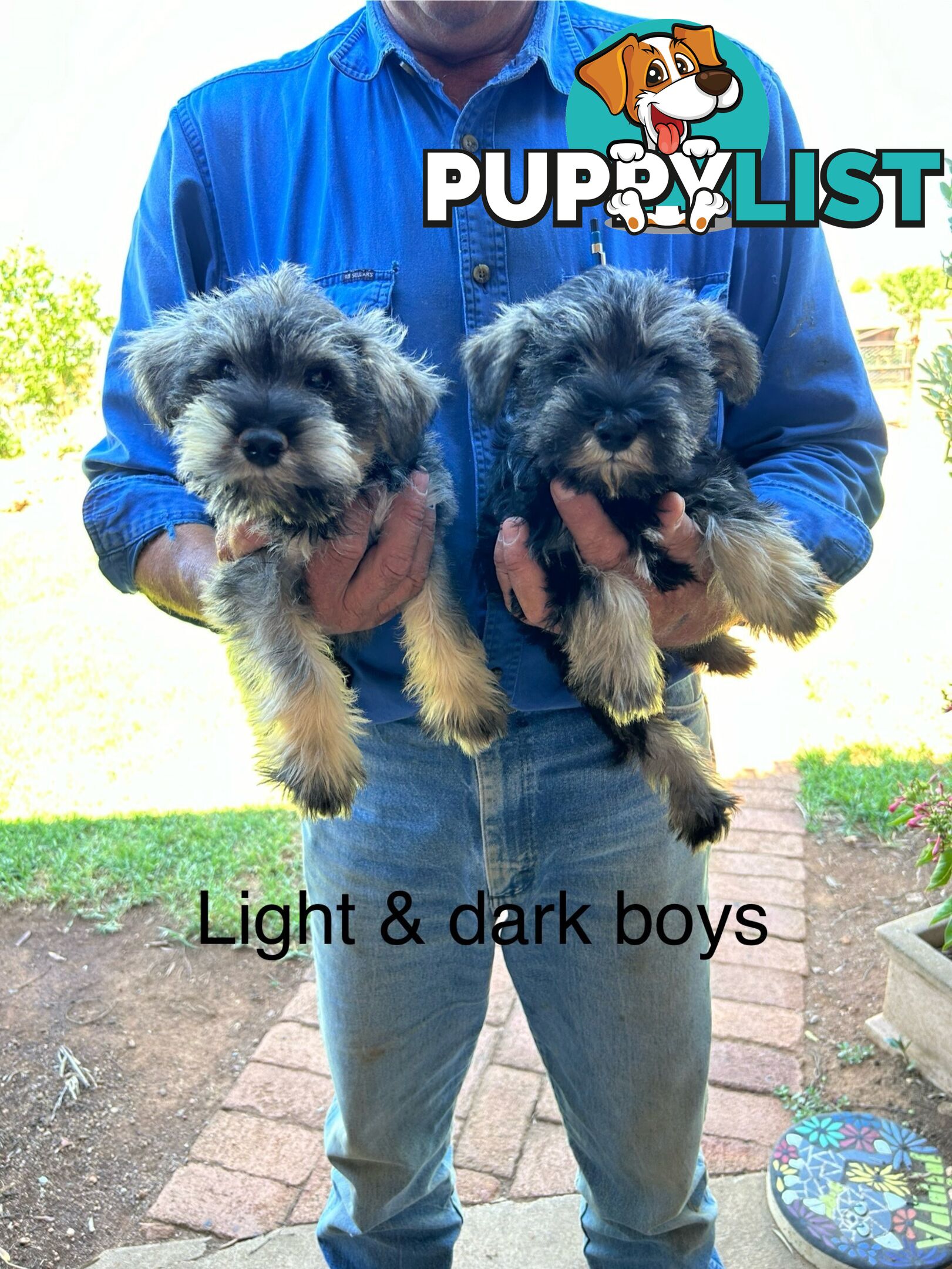 Miniature Schnauzer Puppies