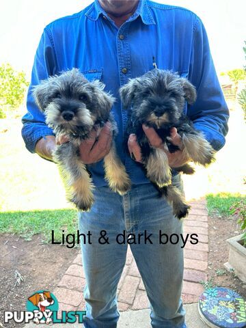 Miniature Schnauzer Puppies