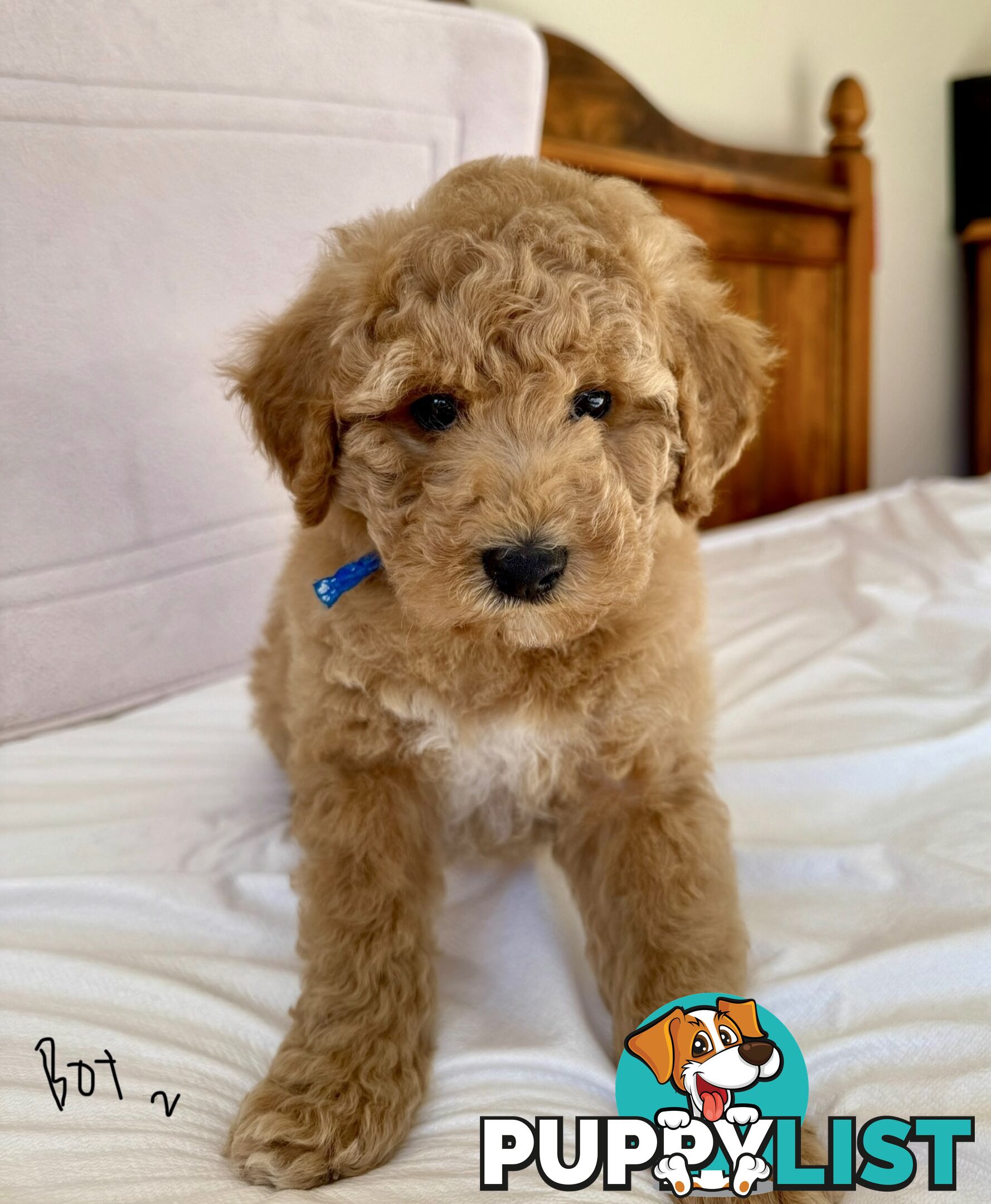 Golden doodle ready to find forever new home