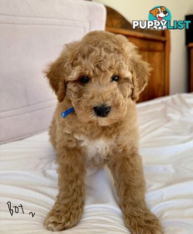 Golden doodle ready to find forever new home