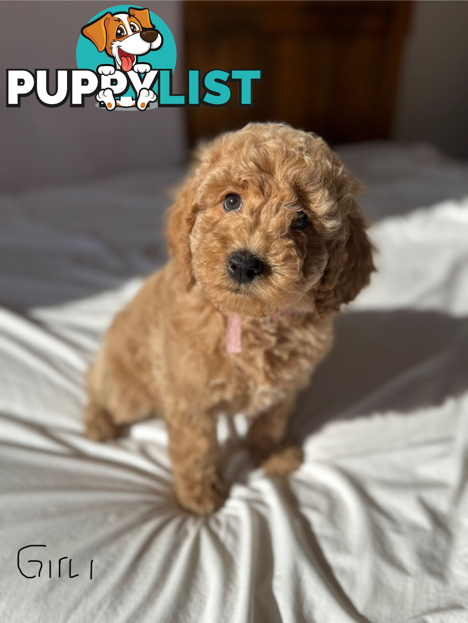 Golden doodle ready to find forever new home