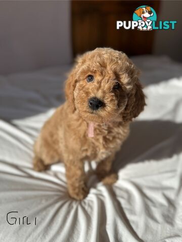 Golden doodle ready to find forever new home