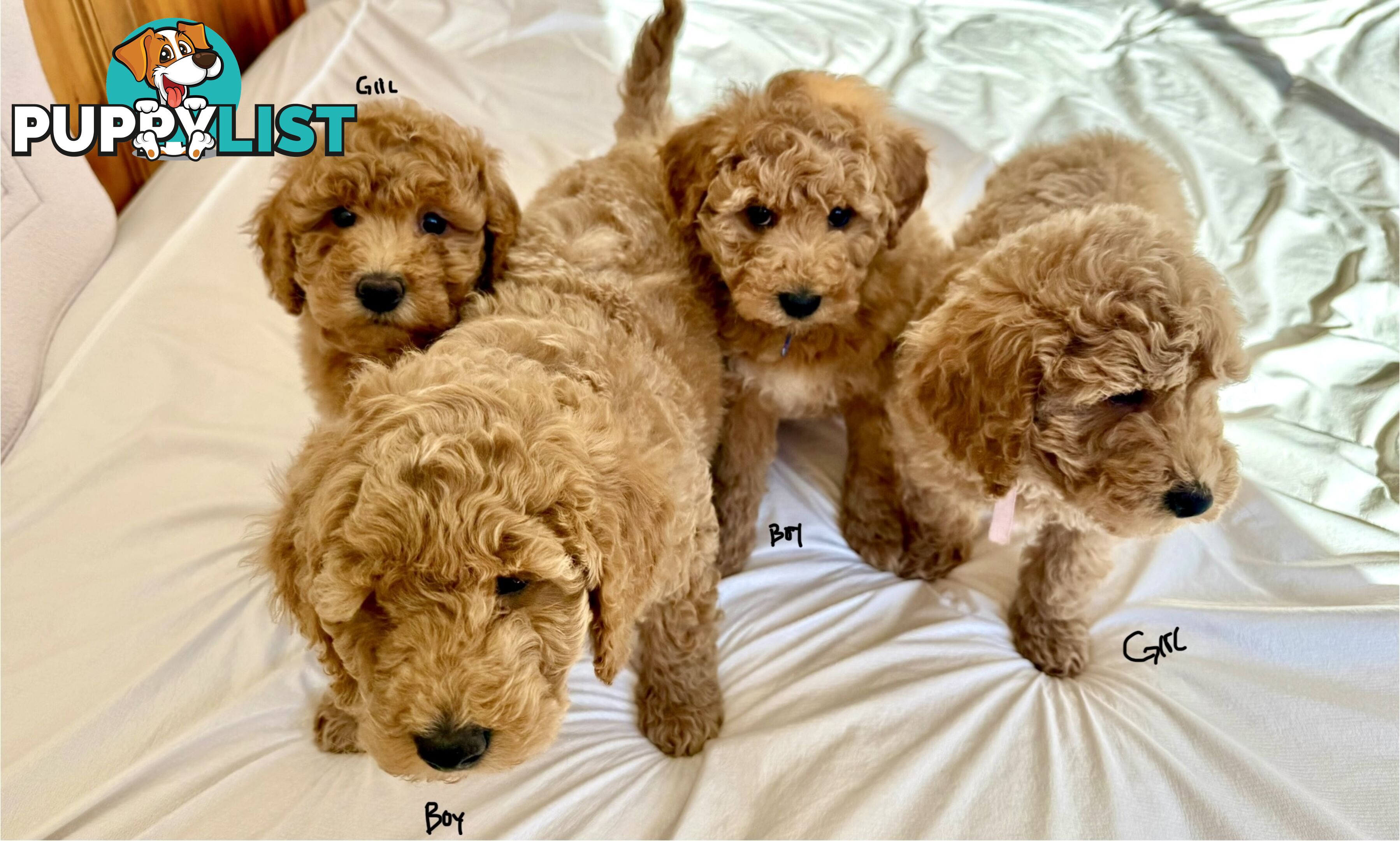 Golden doodle ready to find forever new home