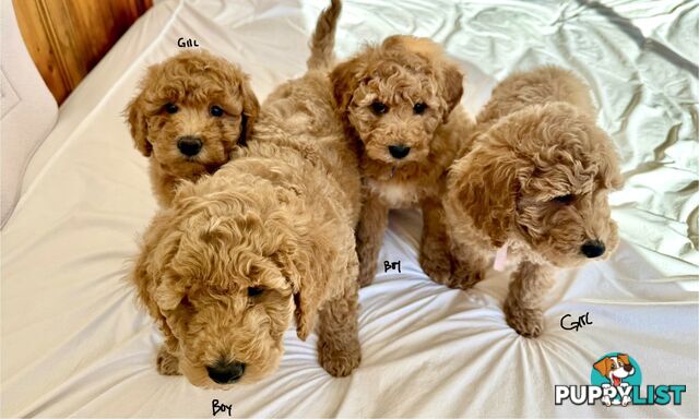 Golden doodle ready to find forever new home