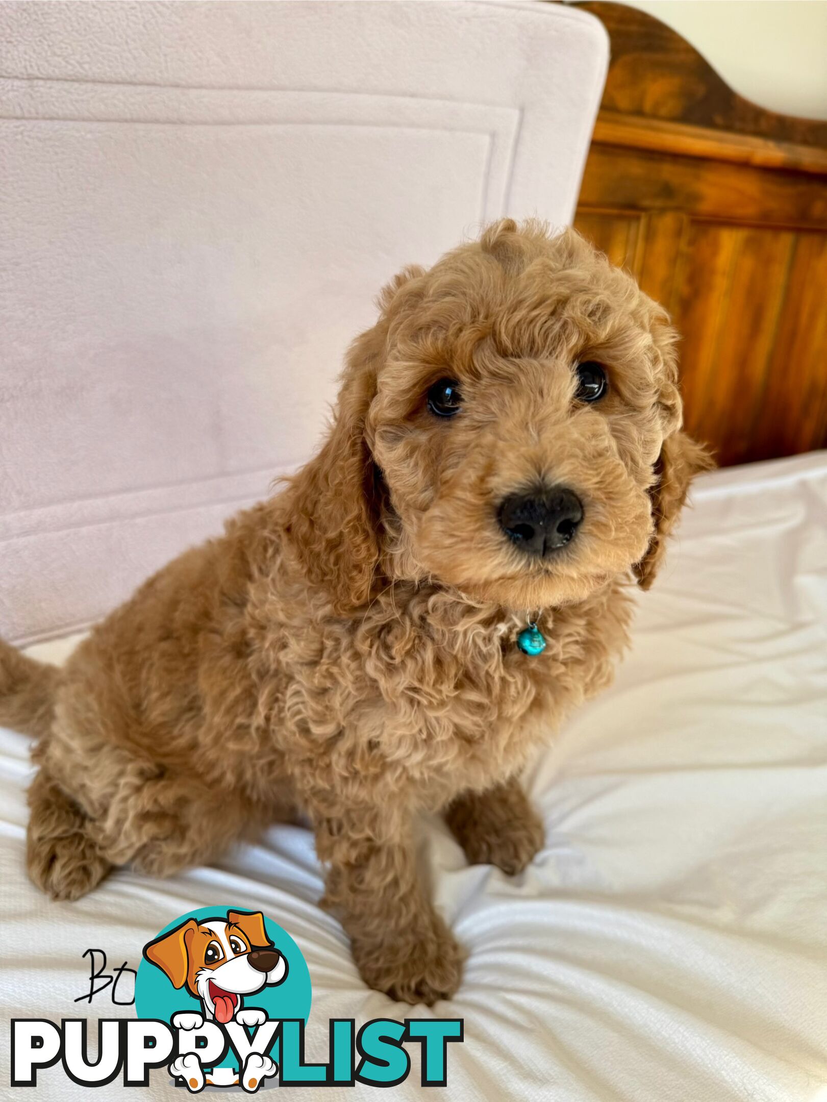 Golden doodle ready to find forever new home