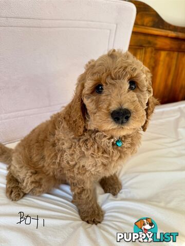 Golden doodle ready to find forever new home