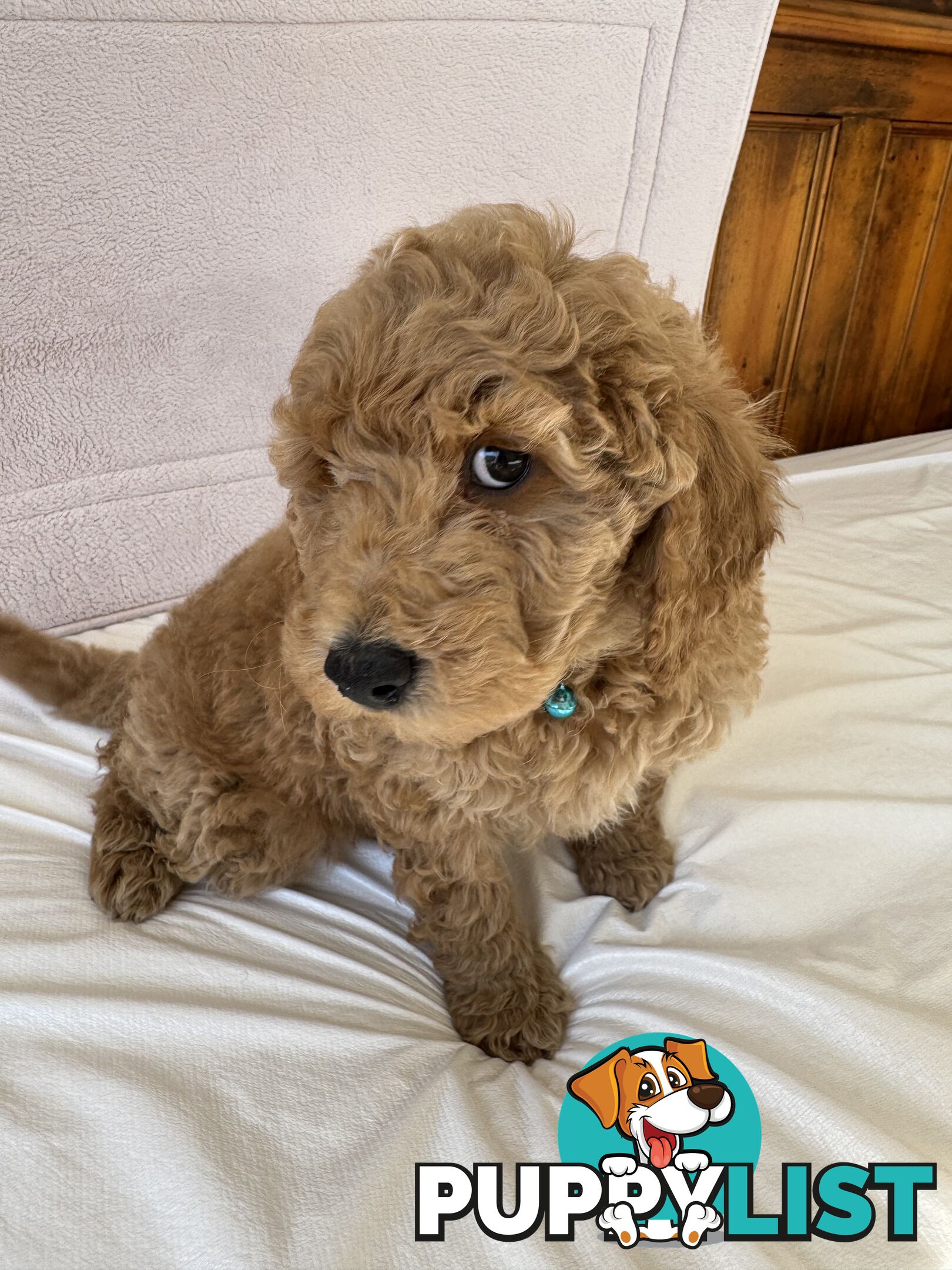 Golden doodle ready to find forever new home
