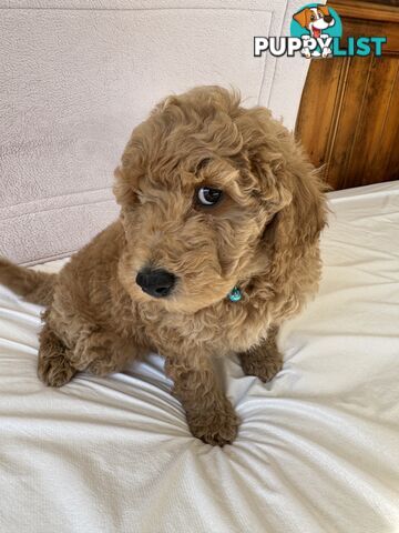 Golden doodle ready to find forever new home