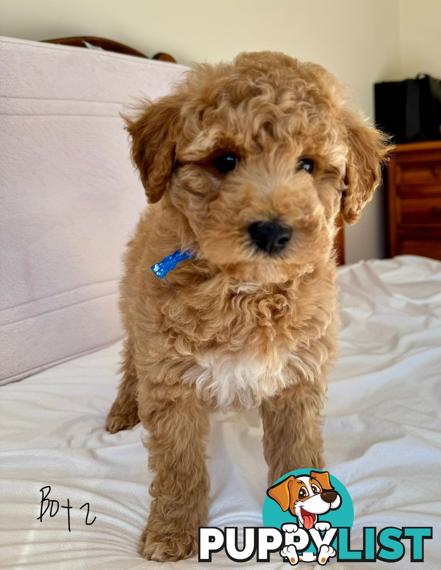 Golden doodle ready to find forever new home