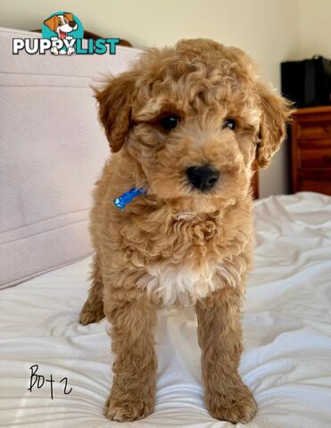 Golden doodle ready to find forever new home