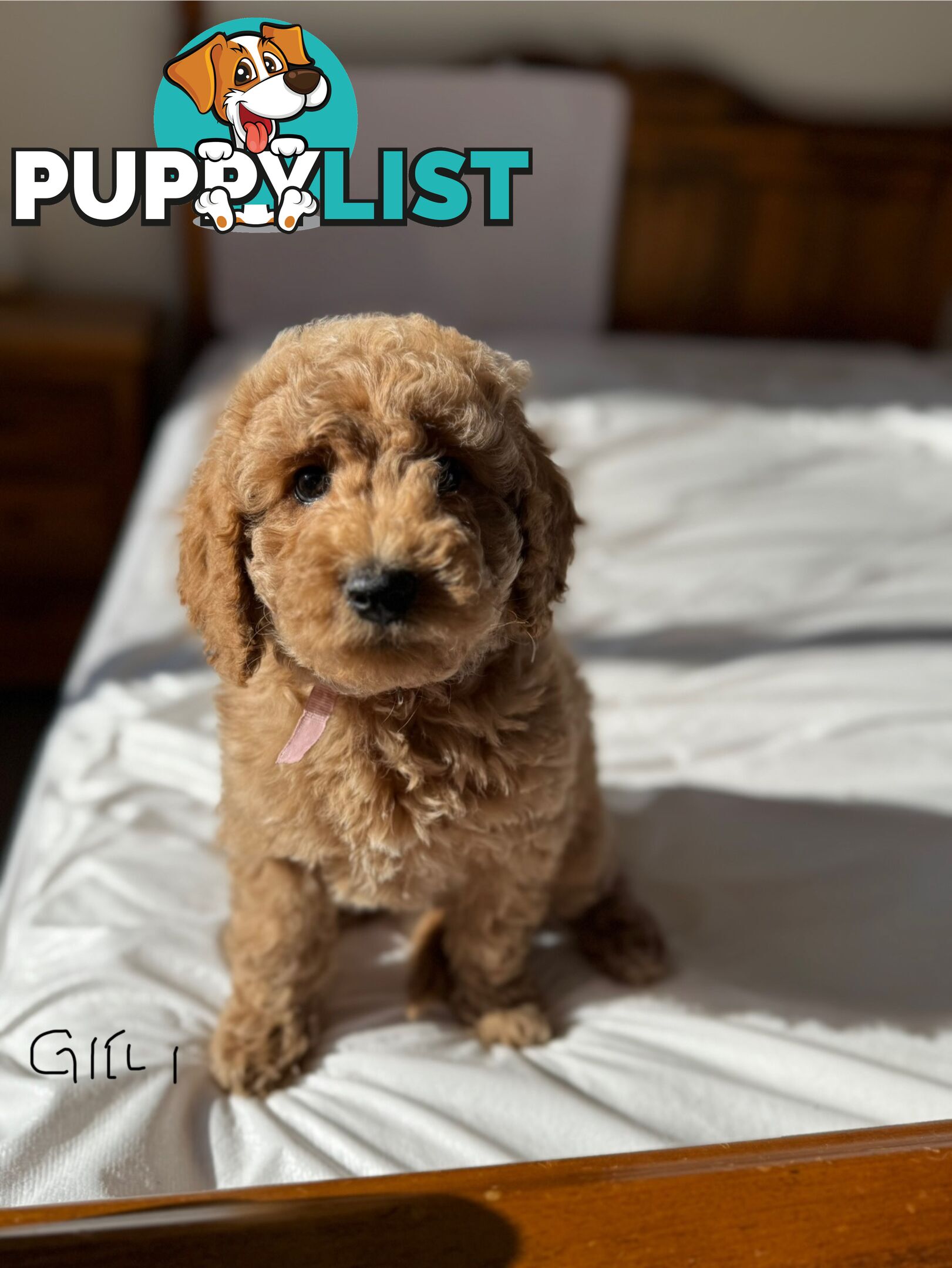 Golden doodle ready to find forever new home