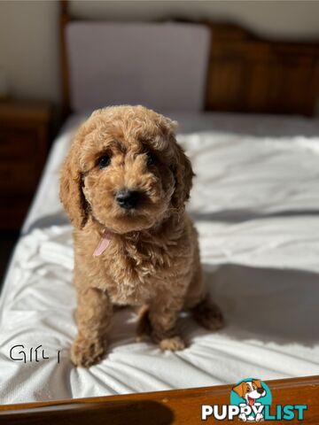 Golden doodle ready to find forever new home