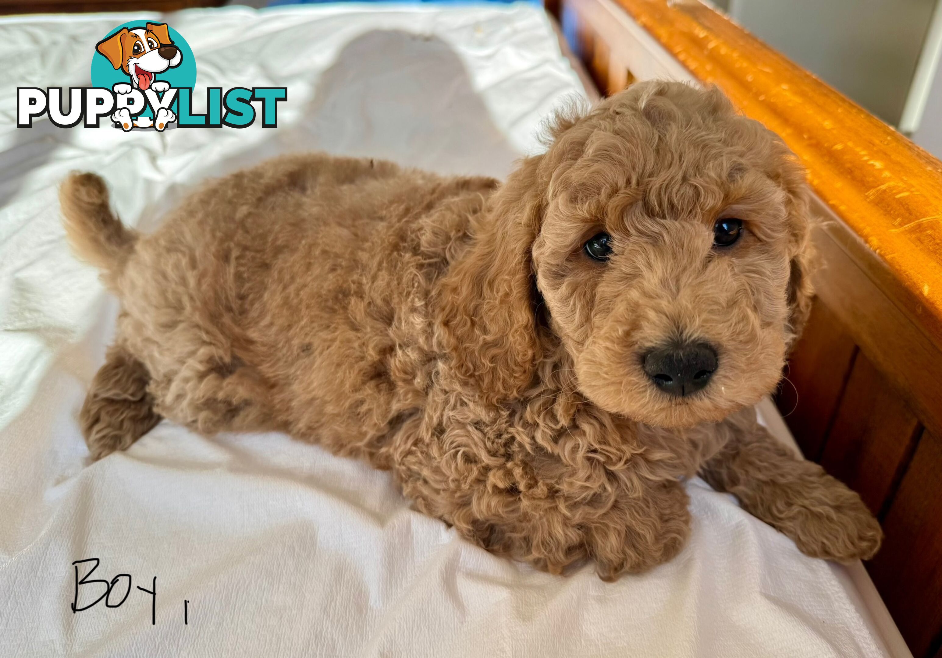 Golden doodle ready to find forever new home