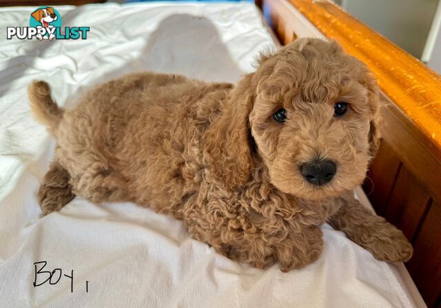 Golden doodle ready to find forever new home