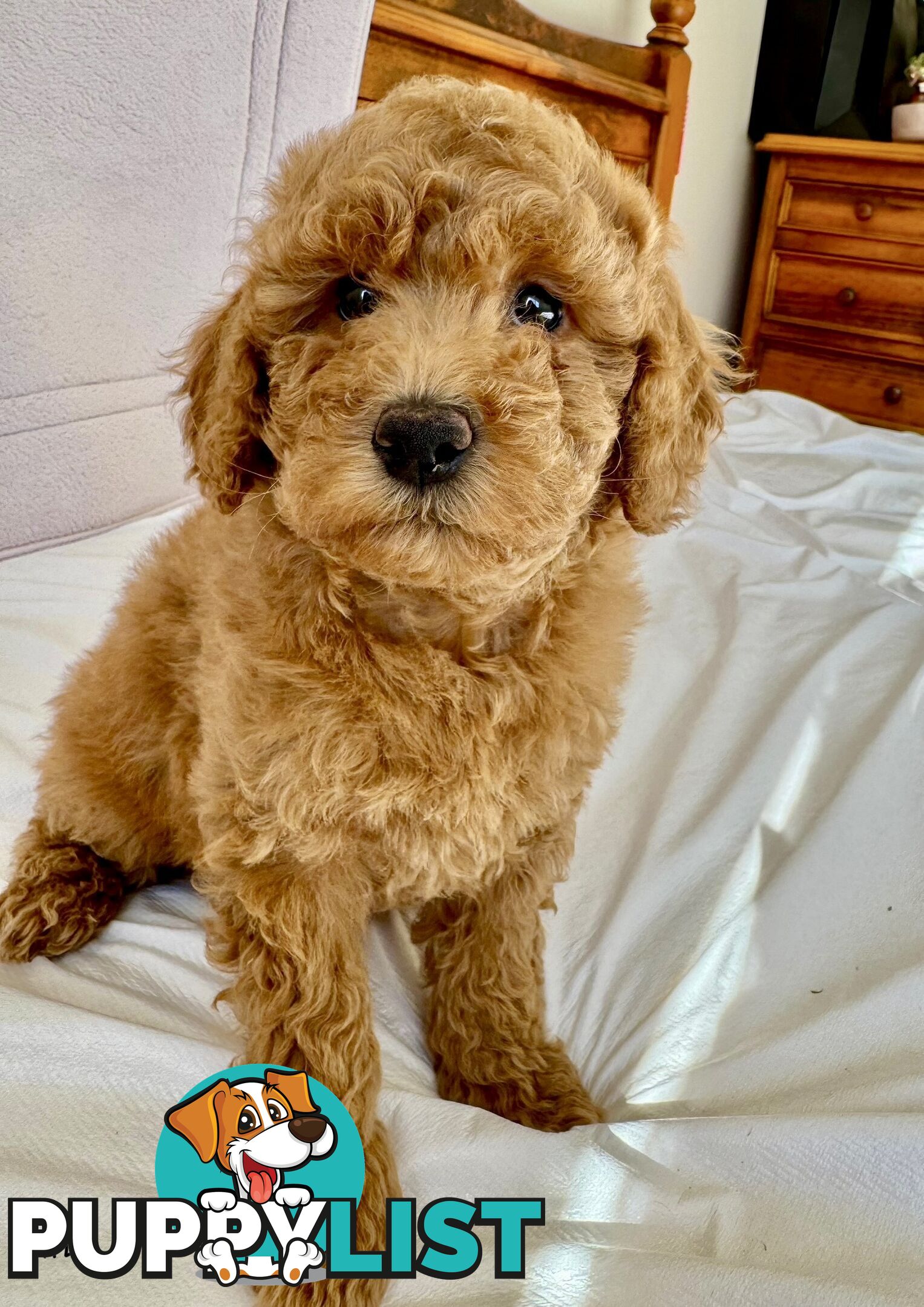 Golden doodle ready to find forever new home