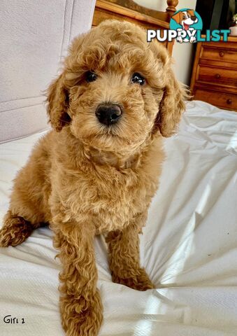 Golden doodle ready to find forever new home