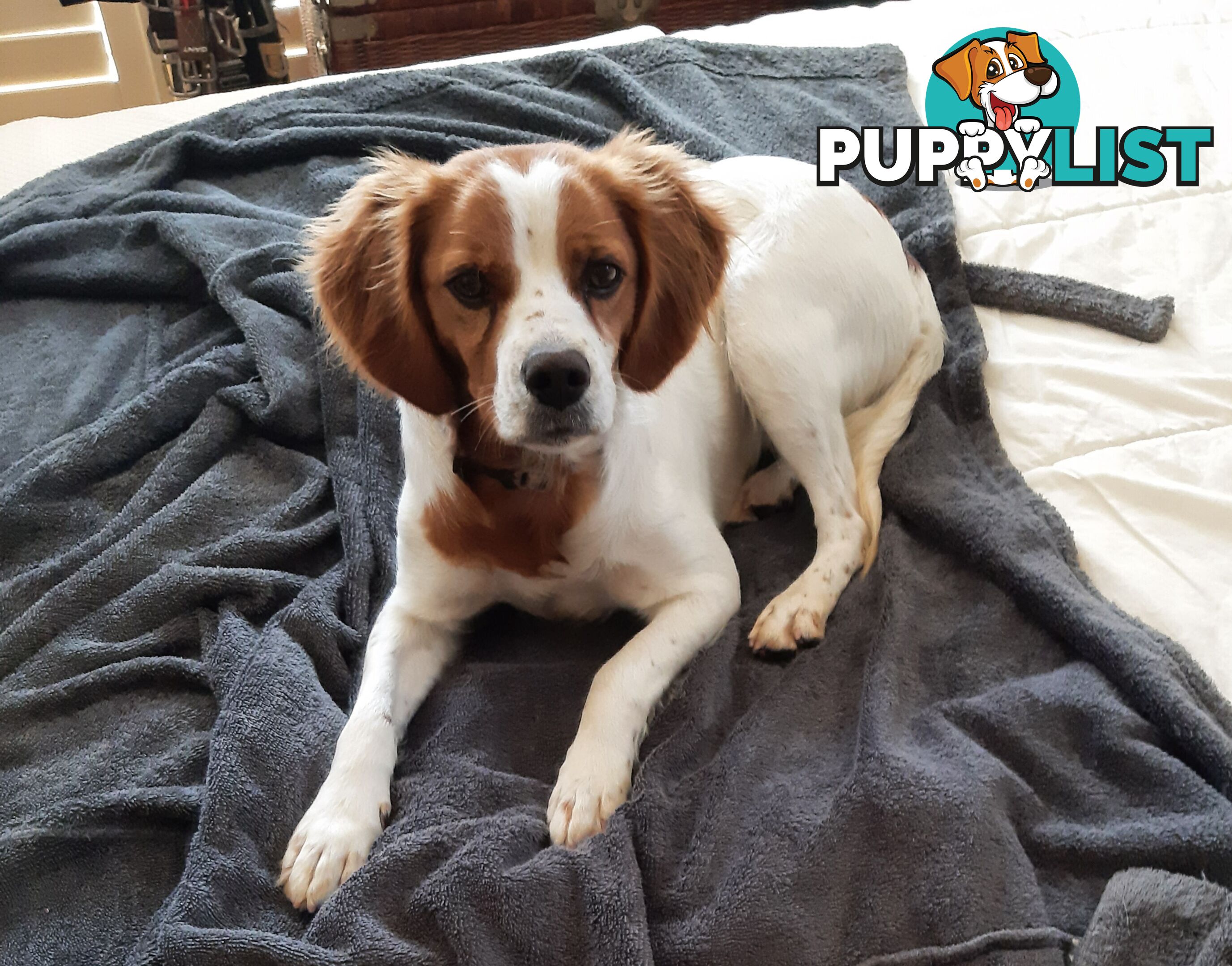 Older pedigree Female Brittany for sale