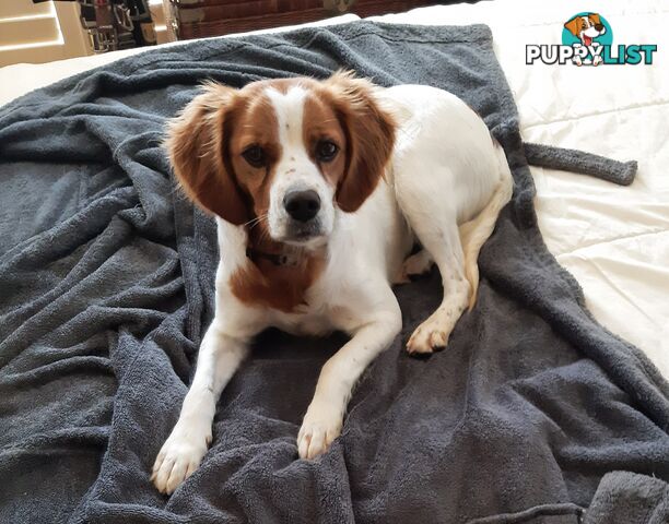 Older pedigree Female Brittany for sale