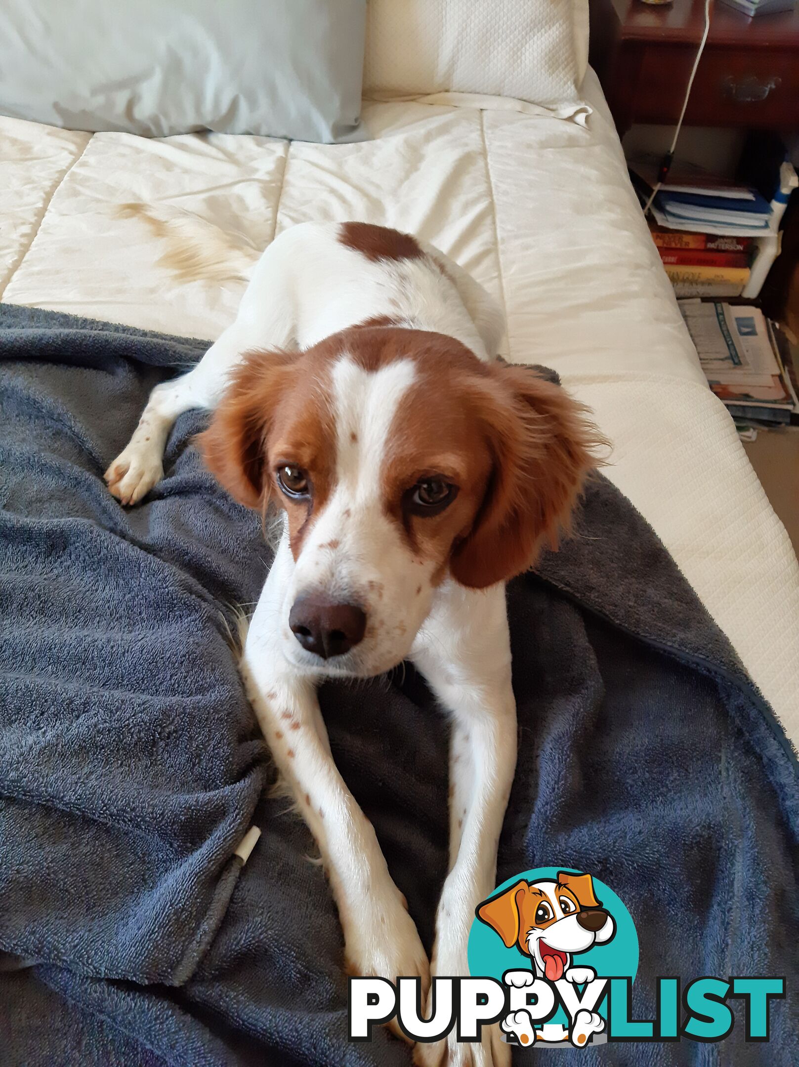 Older pedigree Female Brittany for sale