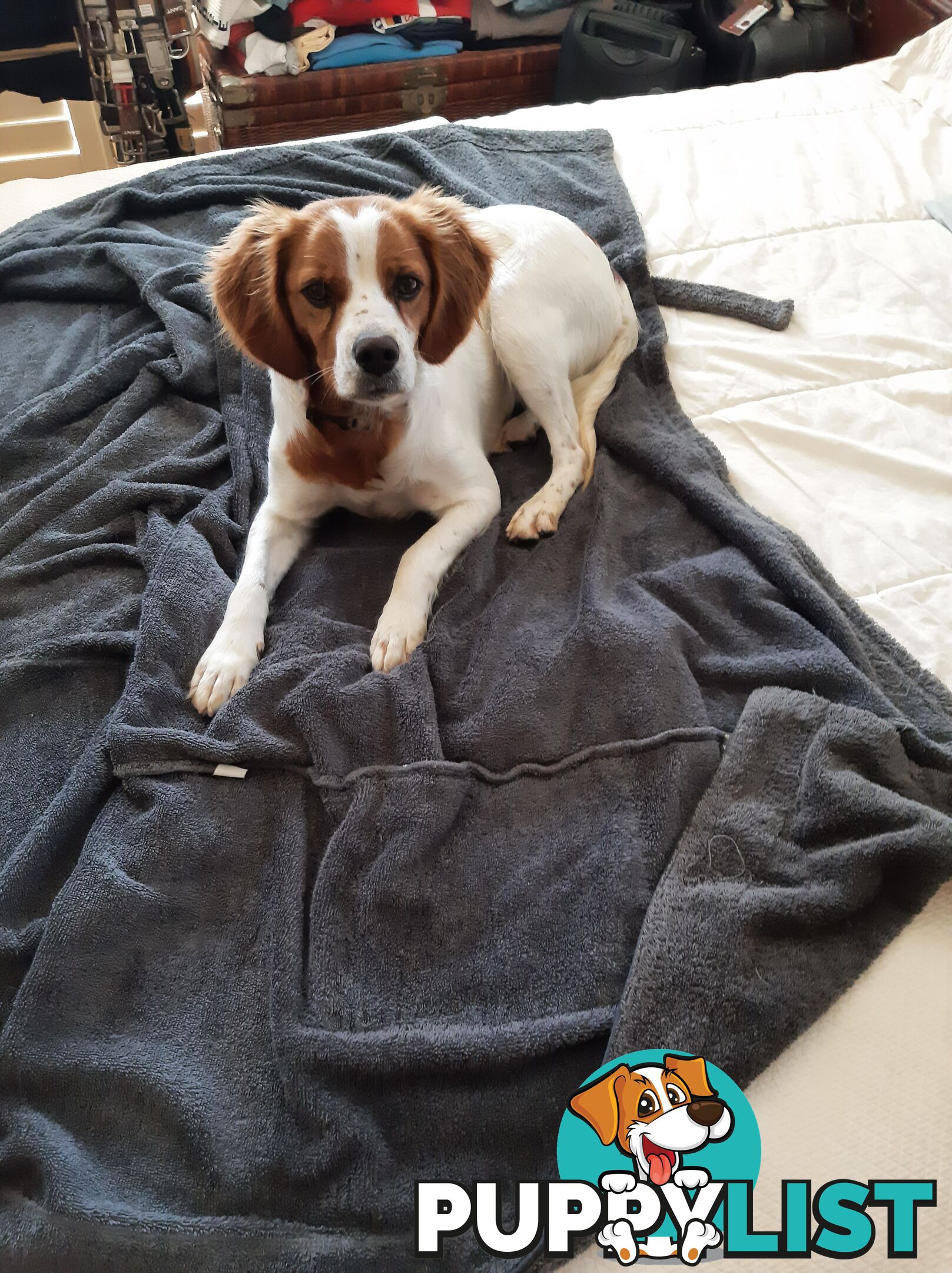 Older pedigree Female Brittany for sale