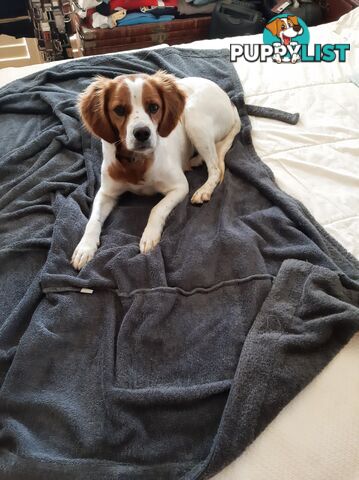 Older pedigree Female Brittany for sale
