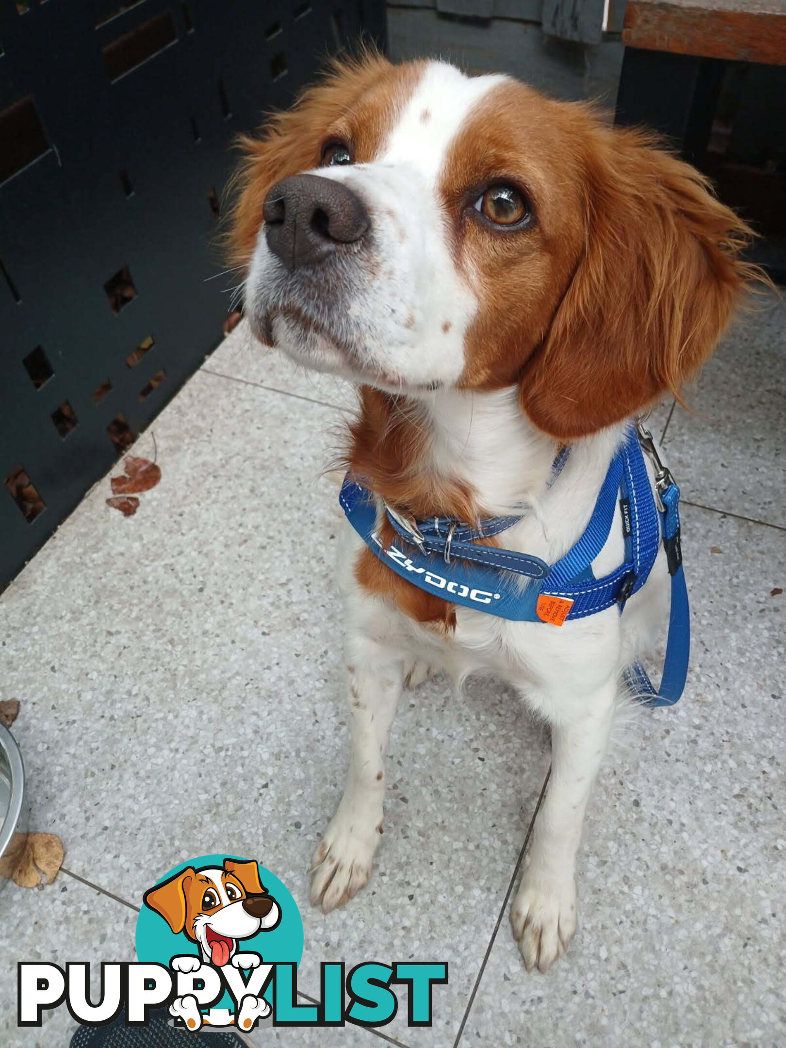 Older pedigree Female Brittany for sale
