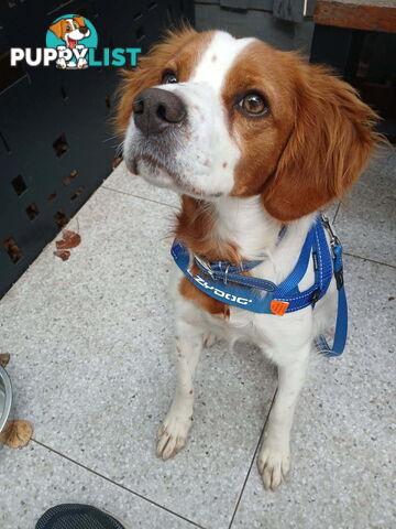 Older pedigree Female Brittany for sale
