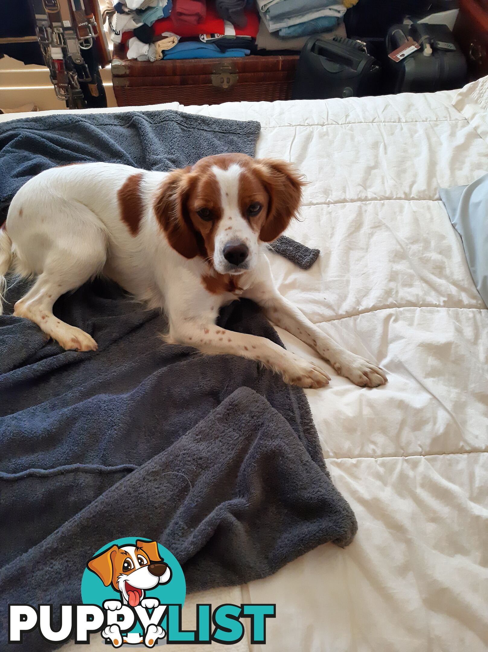 Older pedigree Female Brittany for sale