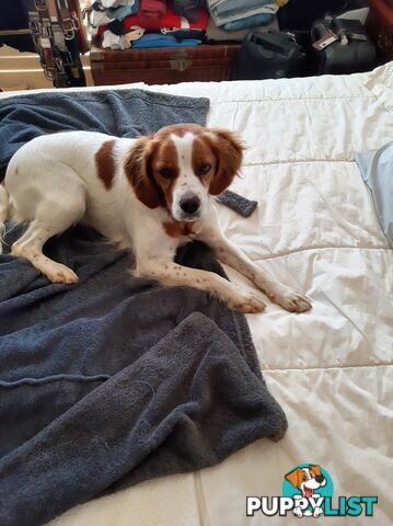 Older pedigree Female Brittany for sale