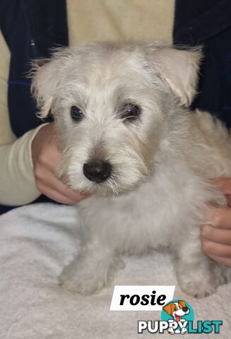West highland terriers