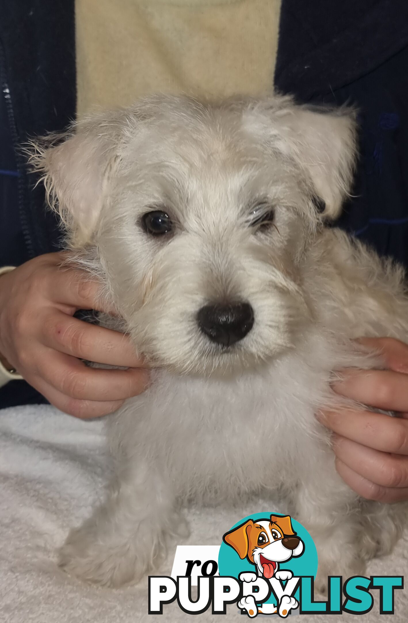 West highland terriers