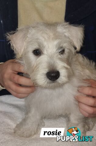 West highland terriers