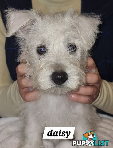 West highland terriers