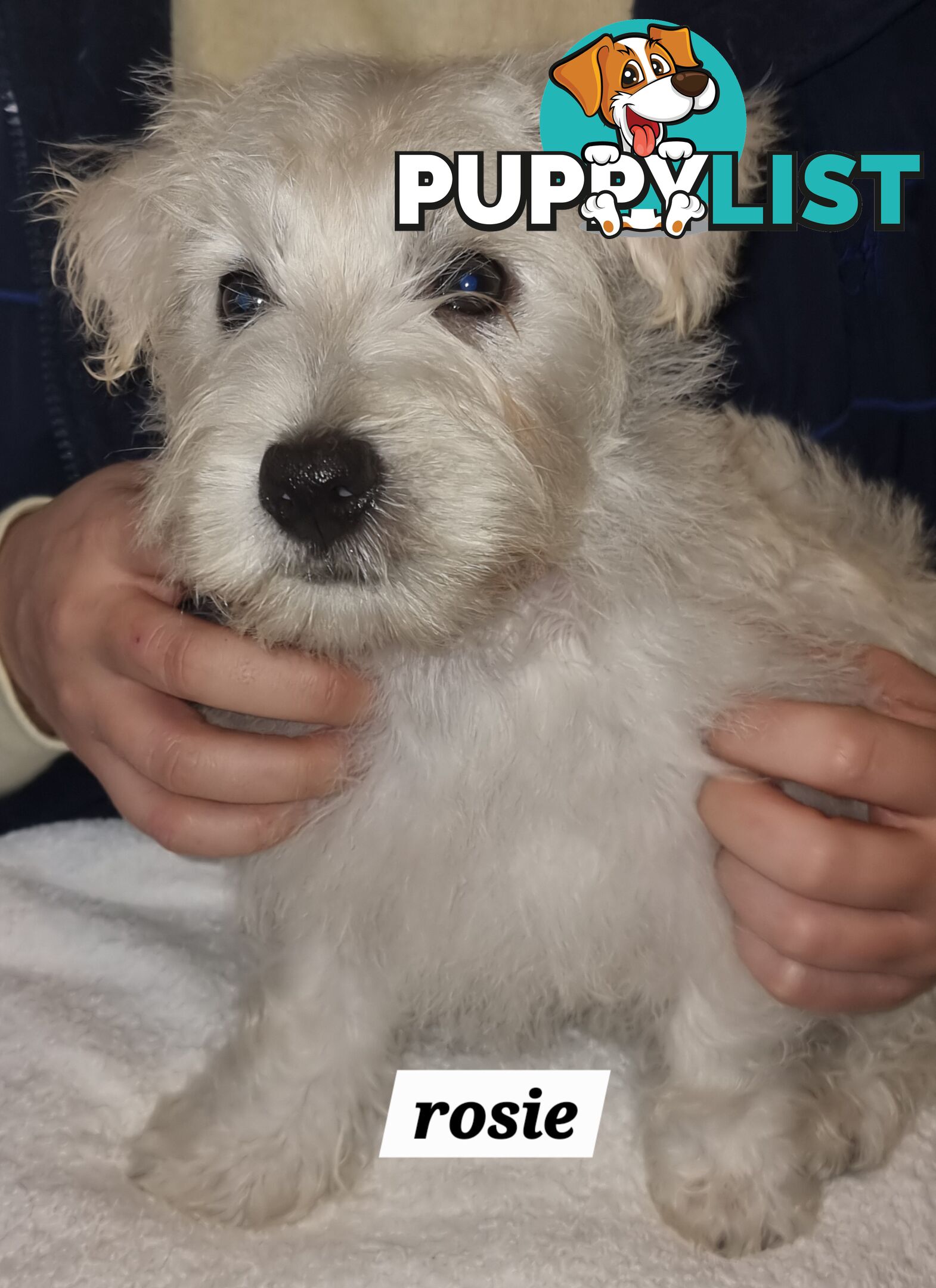 West highland terriers