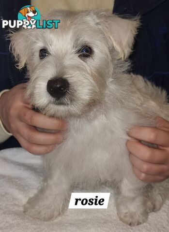 West highland terriers