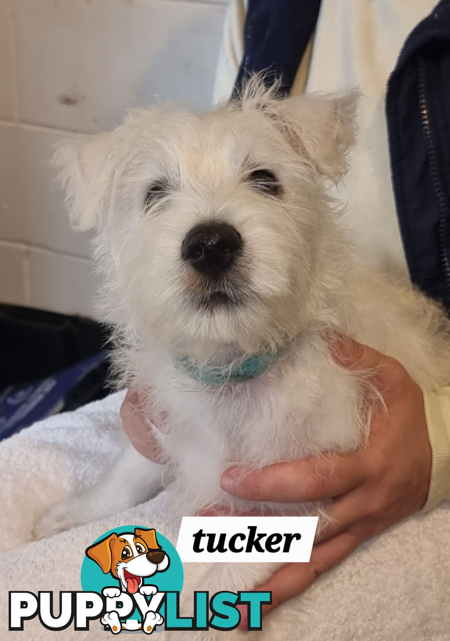 West highland terriers