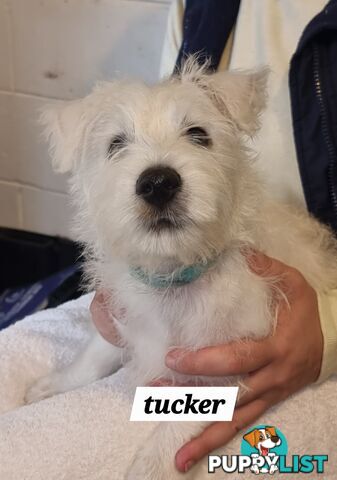 West highland terriers